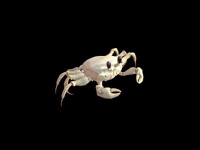 White Reptile Lizard with Black Background in Close Up View 3d model