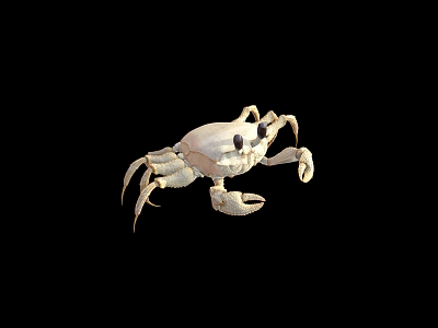 Reptile crab model