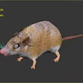 Orange and White Rat With Pink Nose Ears Long Tail Standing On Black Reflective Surface