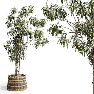 Bonsai Plant With Multiple Trunks And Lush Green Leaves In Wooden Barrel Pot 3d model