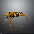 Orange and Black Spotted Beetle With Long Antennae and Legs on Dark Background