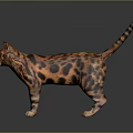 Leopard Cat With Brown Black Spotted Fur Standing On Gray Background 3d model