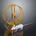 White Mouse Exploring Golden Hamster Wheel With Metal Frame On Reflective Surface 3d model
