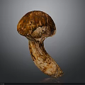 Fresh Organic Mushroom With Brown Cap And White Stem Close Up View