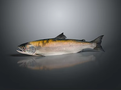 Whole Fresh Salmon Fish With Colorful Striped Body And Shiny Scales On Gray 3d model