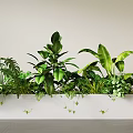 Diverse Green Potted Plants Arranged in White Rectangular Planter for Indoor Decor 3d model