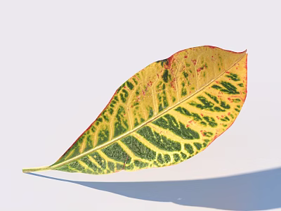 Colorful Variegated Leaf With Yellow Green Red Patterns Distinct Veins On White Background Cast Shadow 3d model