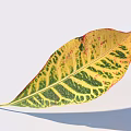 Colorful Variegated Leaf With Yellow Green Red Patterns Distinct Veins On White Background Cast Shadow