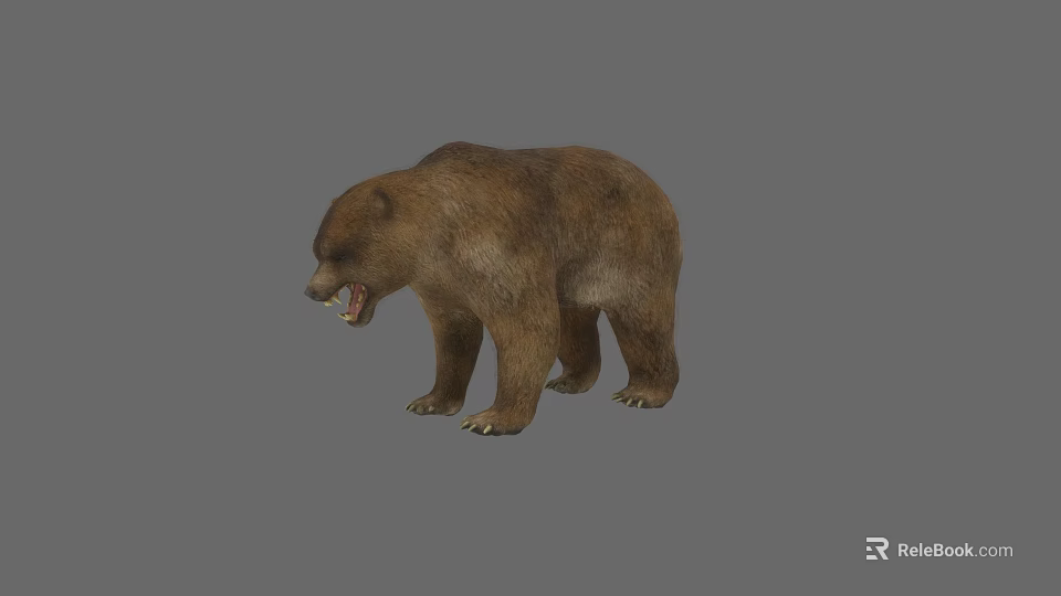 Detailed Realistic Brown Bear Standing With Open Mouth On Gray Background 3d model 