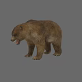 Detailed Realistic Brown Bear Standing With Open Mouth On Gray Background