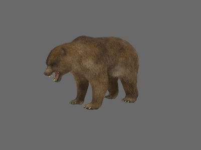 Detailed Realistic Brown Bear Standing With Open Mouth On Gray Background 3d model