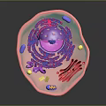 Cellular Organelles Structure In Organ And Hair Development Process