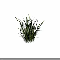 Lush Green Grass With White Spikelets Growing On Black Background