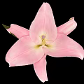 Beautiful Pink Lily Flower Blooming With Green Leaf On Black Background