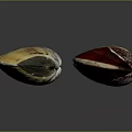 Colorful Mollusk Shells Displaying Various Patterns And Natural Textures On Dark Surface