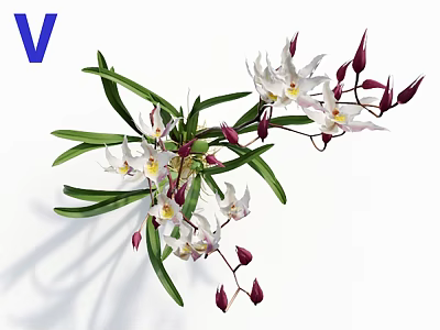 Beautiful Fresh White Orchid Flowers With Green Leaves And Purple Buds 3d model