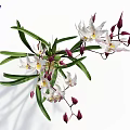 Beautiful Fresh White Orchid Flowers With Green Leaves And Purple Buds
