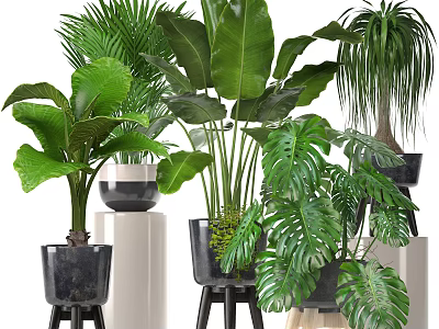 Indoor Bonsai and Potted Plants with Various Green Leaves Decorative Pots and Stylish Stands 3d model