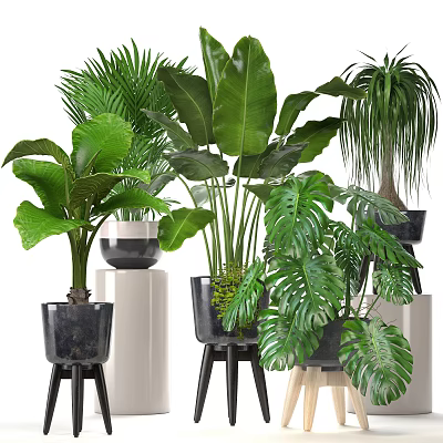 Indoor Bonsai and Potted Plants with Various Green Leaves Decorative Pots and Stylish Stands 3d model