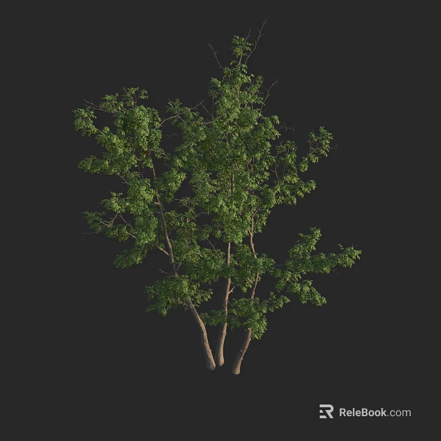 Lush Green Arbor With Multiple Trunks And Dense Foliage Branches 3d model