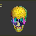 Detailed Colorful 3D Human Skull Organ Model With Hair Structure And Anatomical Features