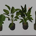 Indoor Potted Plants With Lush Foliage Large Leaves Flowering Plant And Cactus In Dark Pots