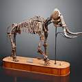 Modern skeleton animal skeleton elephant fossil 3d model
