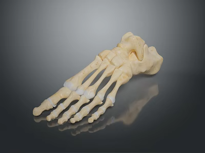 Medical Device Human Foot Bone Model For Anatomical Teaching Featuring Detailed Structure 3d model