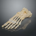 Medical Device Human Foot Bone Model For Anatomical Teaching Featuring Detailed Structure 3d model