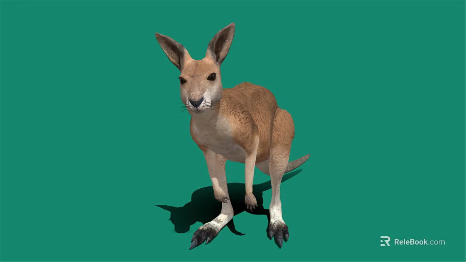 Kangaroo Plush Toy Decoration For Kids Room And Gift Options 3d model 