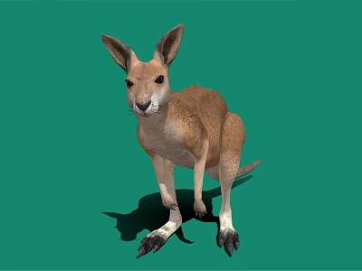 Kangaroo Plush Toy Decoration For Kids Room And Gift Options 3d model