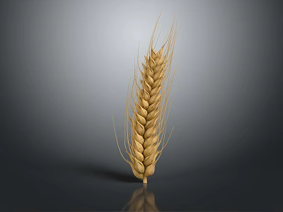 Ripe Golden Wheat Ear As Agricultural Crop With Natural Grains And Texture 3d model