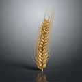 Ripe Golden Wheat Ear As Agricultural Crop With Natural Grains And Texture