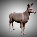 Realistic 3D Model of Standing Deer With Antlers on Gray Gradient Background
