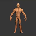 Muscular Male 3D Model Figure Standing With Orange Color And Human Anatomy