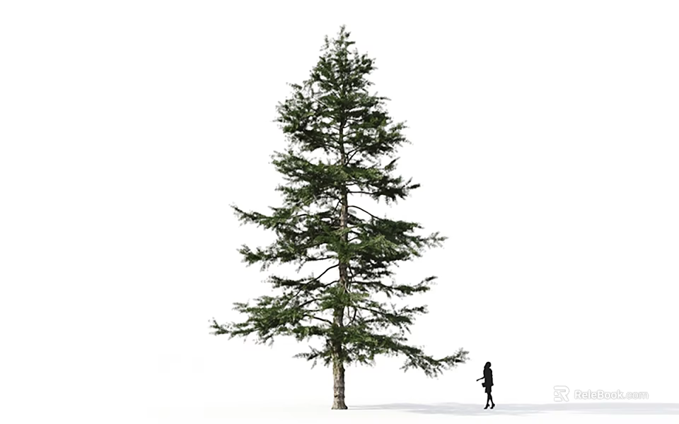 Tall Evergreen Arbor Featuring Lush Green Foliage And Towering Height With Person Standing Nearby 3d model 