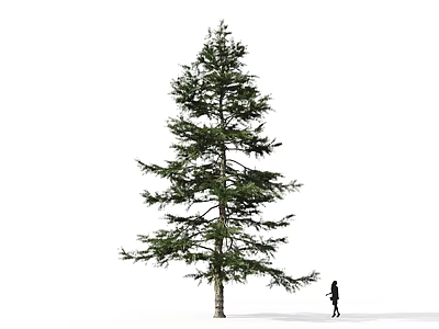 Tall Evergreen Arbor Featuring Lush Green Foliage And Towering Height With Person Standing Nearby 3d model