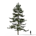 Tall Evergreen Arbor Featuring Lush Green Foliage And Towering Height With Person Standing Nearby