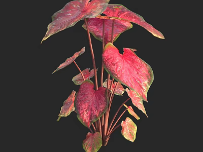 Vibrant Caladium Plant with Red Pink Heart Shaped Leaves on Black Background 3d model