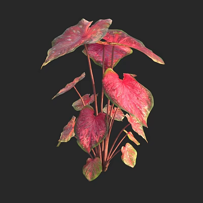 Vibrant Caladium Plant with Red Pink Heart Shaped Leaves on Black Background 3d model
