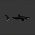 Detailed Shark With Open Mouth Sharp Teeth And Dorsal Fin On Dark Surface