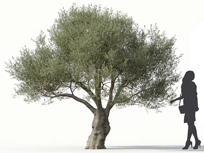 Tall Tree With Lush Foliage And Thick Trunk Standing Beside Woman Carrying Handbag Wearing High Heels 3d model