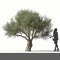 Tall Tree With Lush Foliage And Thick Trunk Standing Beside Woman Carrying Handbag Wearing High Heels