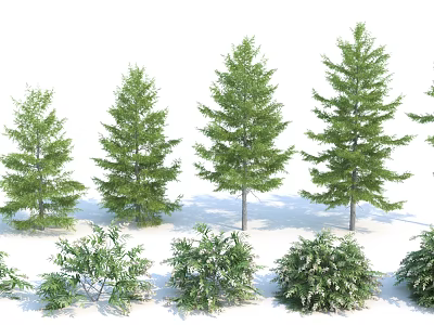 Tall Arbor Trees With Lush Green Foliage In Various Heights And Natural Growth Forms 3d model