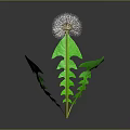 Vibrant Dandelion with Green Leaves and White Fluffy Seed Head on Dark Background with Reflection