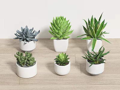 green plant potted succulent plant succulent potted plant 3d model