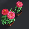 Vibrant Potted Plants With Red Dahlia Flowers Green Leaves And Brown Clay Pots