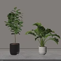Indoor Potted Plants With Black And White Pots Green Foliage And Gray Background