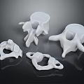 Anatomical White Human Vertebrae Organ Models For Medical Educational Study And