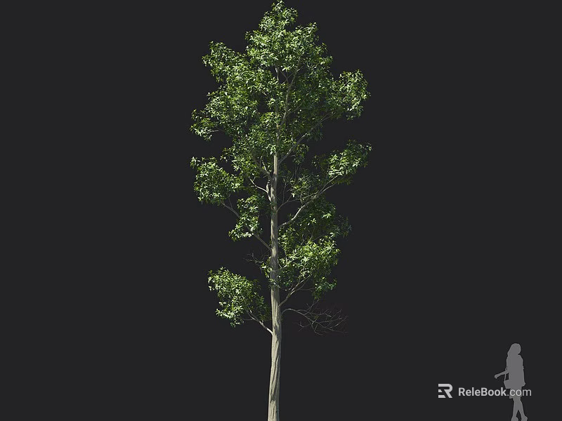 Tall Arbor With Lush Green Leaves And Straight Trunk Against Black Background With Human Silhouette 3d model 